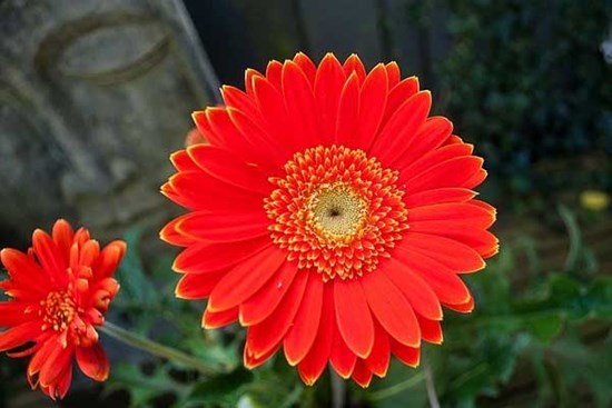 Tử vi ngày 14/5: 3 con giáp có vận may đạt đỉnh, phất lên vù vù, kiếm tiền không ngơi tay