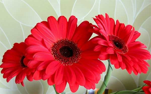 Tử vi ngày 14/5: 3 con giáp có vận may đạt đỉnh, phất lên vù vù, kiếm tiền không ngơi tay-2