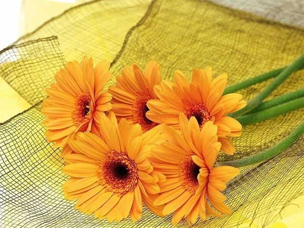 Tử vi ngày 14/5: 3 con giáp có vận may đạt đỉnh, phất lên vù vù, kiếm tiền không ngơi tay-3