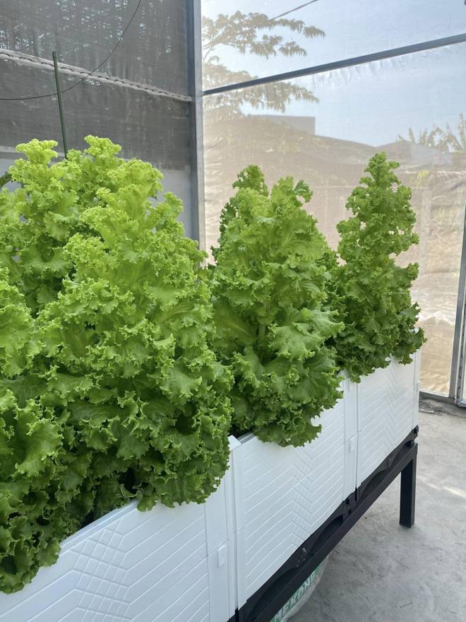 Xin mẹ mảnh đất để trồng rau, mẹ đảm Nha Trang mạnh tay đầu tư 200 triệu làm vườn-7