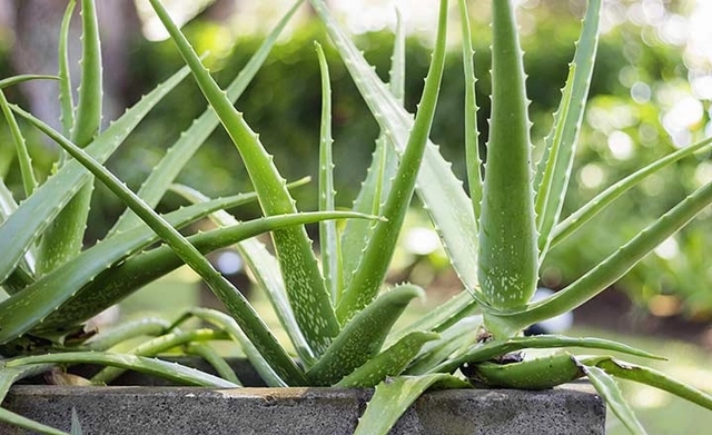 Các cây cảnh trồng ban công này vừa đẹp vừa hỗ trợ chữa bệnh trong những trường hợp khẩn cấp-1