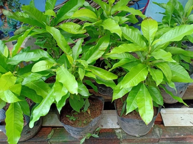 Các cây cảnh trồng ban công này vừa đẹp vừa hỗ trợ chữa bệnh trong những trường hợp khẩn cấp-3