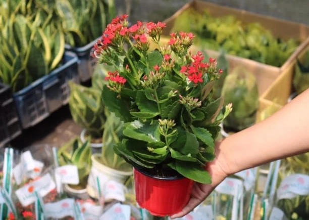 Các cây cảnh trồng ban công này vừa đẹp vừa hỗ trợ chữa bệnh trong những trường hợp khẩn cấp-2