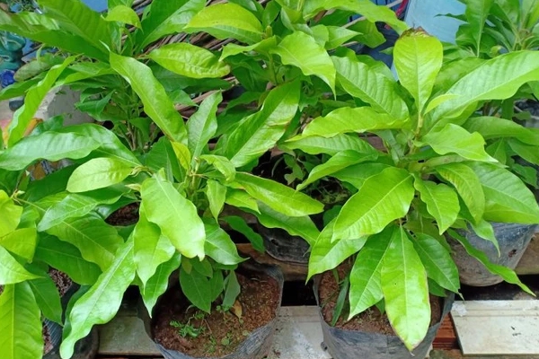 Cây cảnh uy vũ”, lá hoa mềm mại, hương thơm ngào ngạt, toàn thân là thuốc, có thể trấn trạch, giữ nhà-12