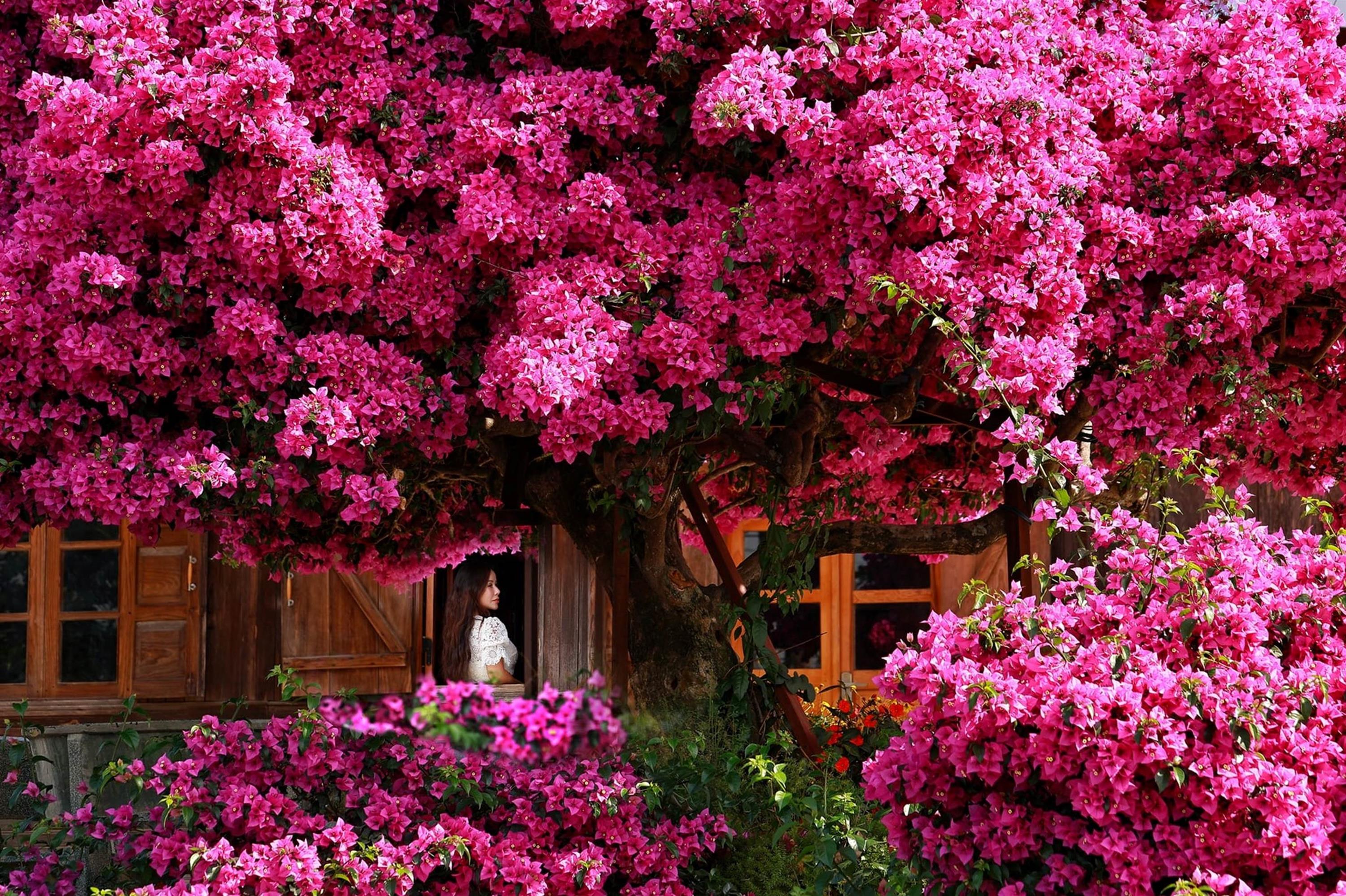 Cây hoa giấy đẹp siêu thực mỗi năm đều hút khách ở Đà Lạt-1