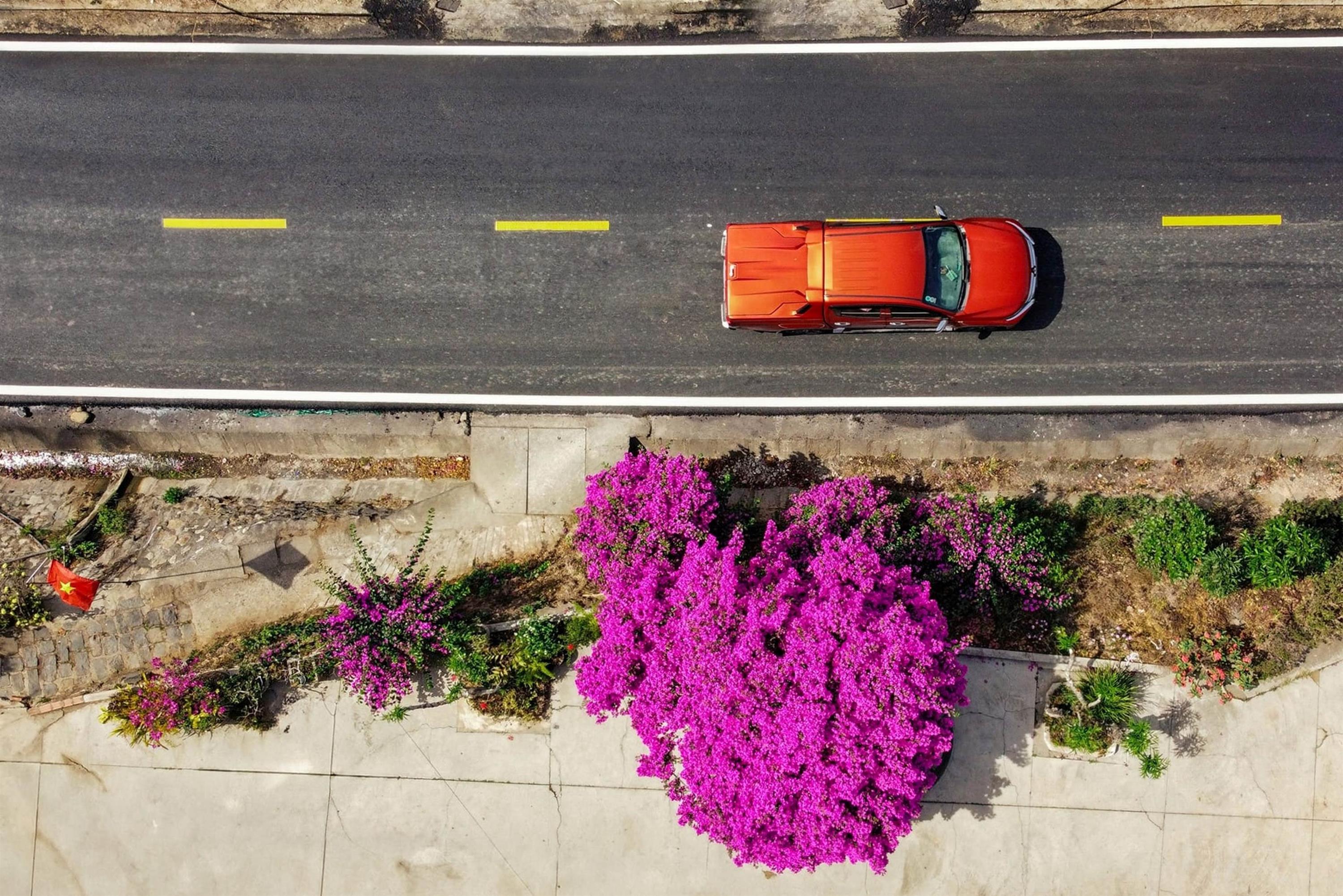 Cây hoa giấy đẹp siêu thực mỗi năm đều hút khách ở Đà Lạt-2