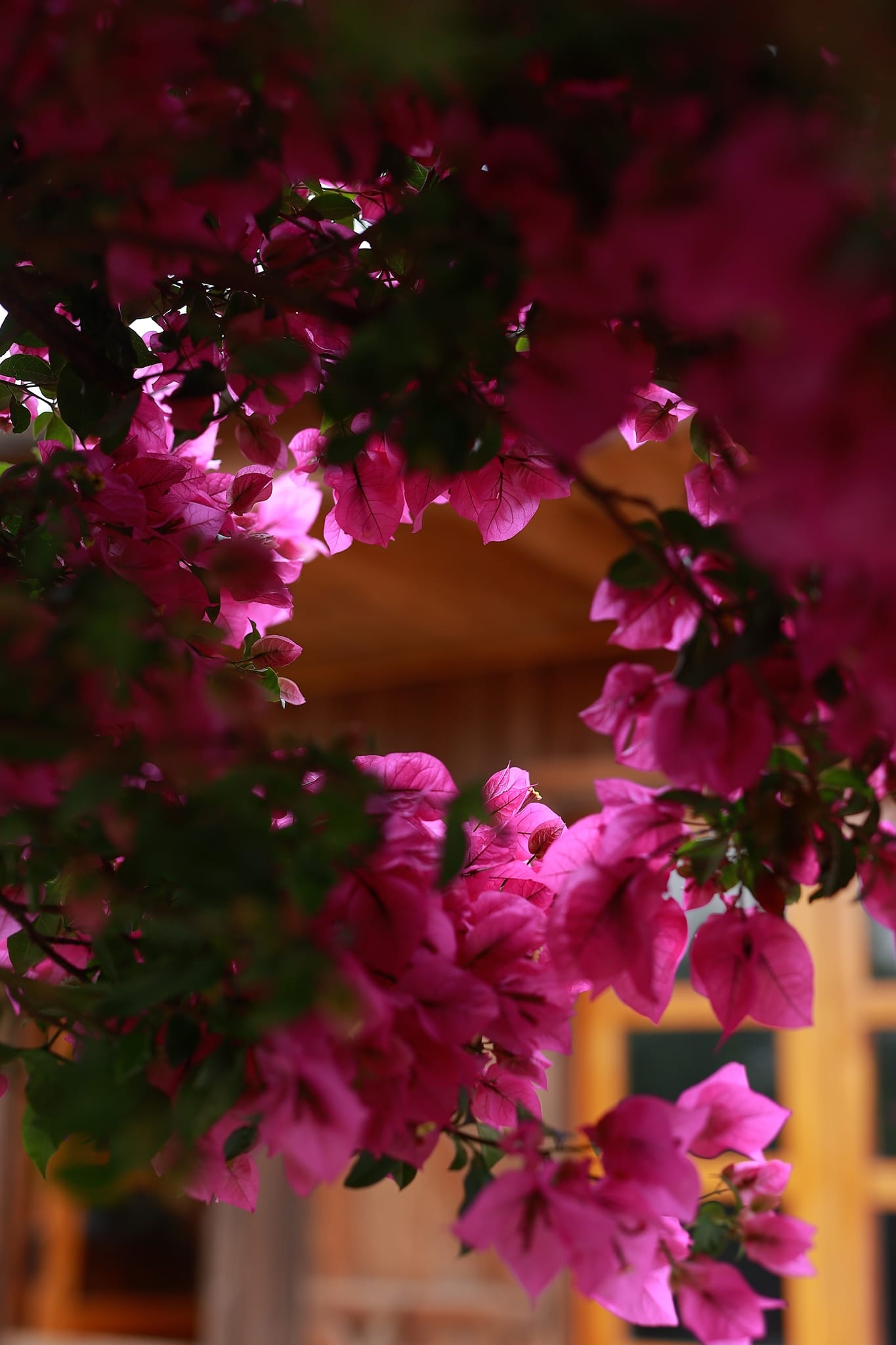 Cây hoa giấy đẹp siêu thực mỗi năm đều hút khách ở Đà Lạt-3