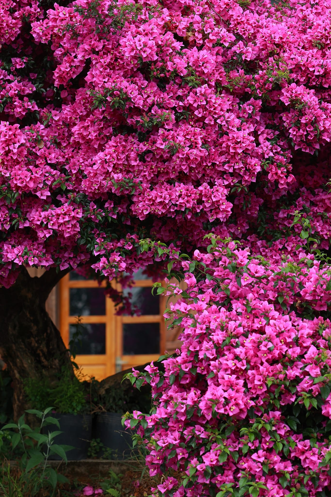 Cây hoa giấy đẹp siêu thực mỗi năm đều hút khách ở Đà Lạt-4