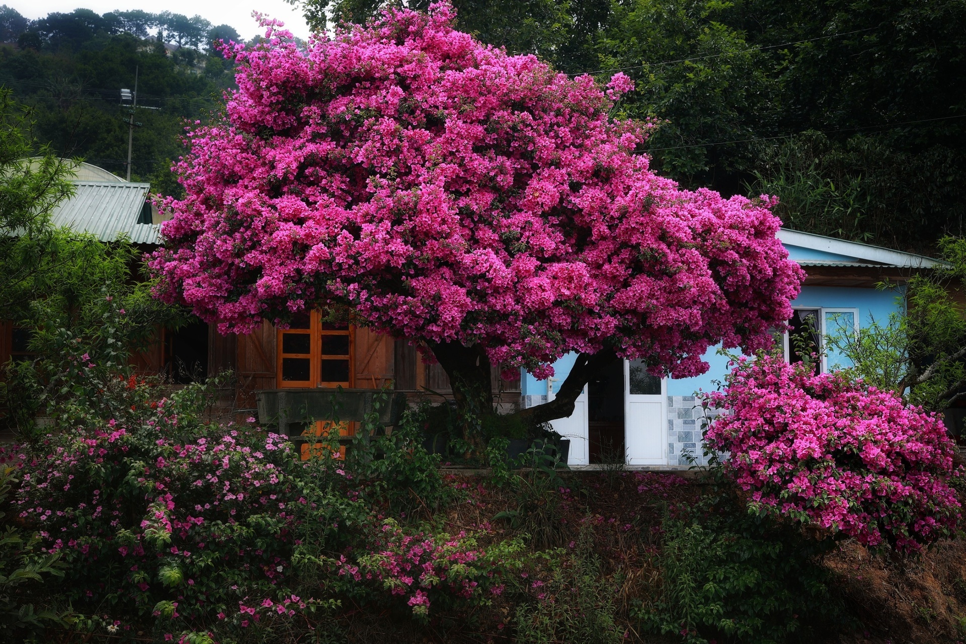 Cây hoa giấy đẹp siêu thực mỗi năm đều hút khách ở Đà Lạt-5