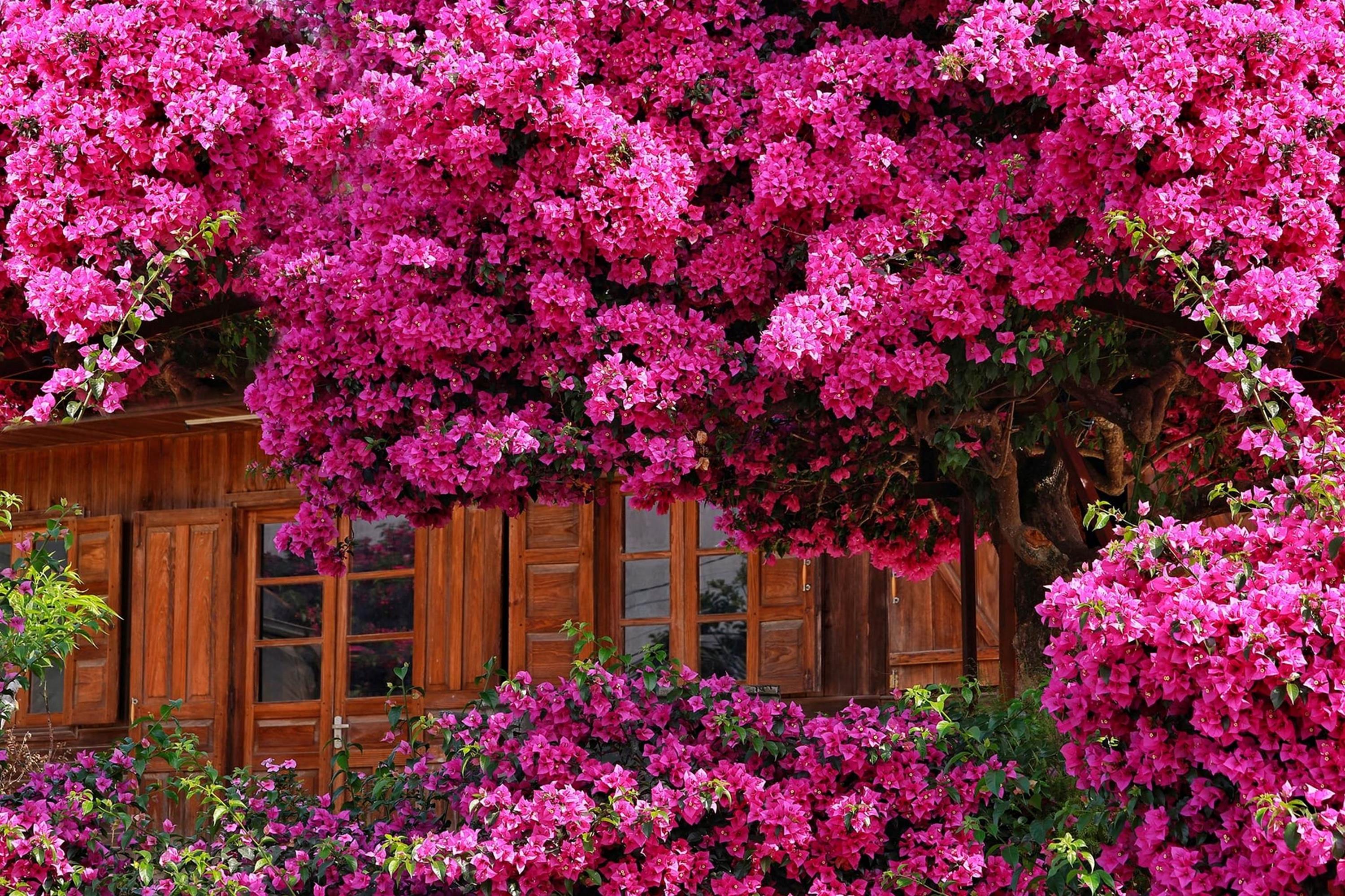 Cây hoa giấy đẹp siêu thực mỗi năm đều hút khách ở Đà Lạt-6