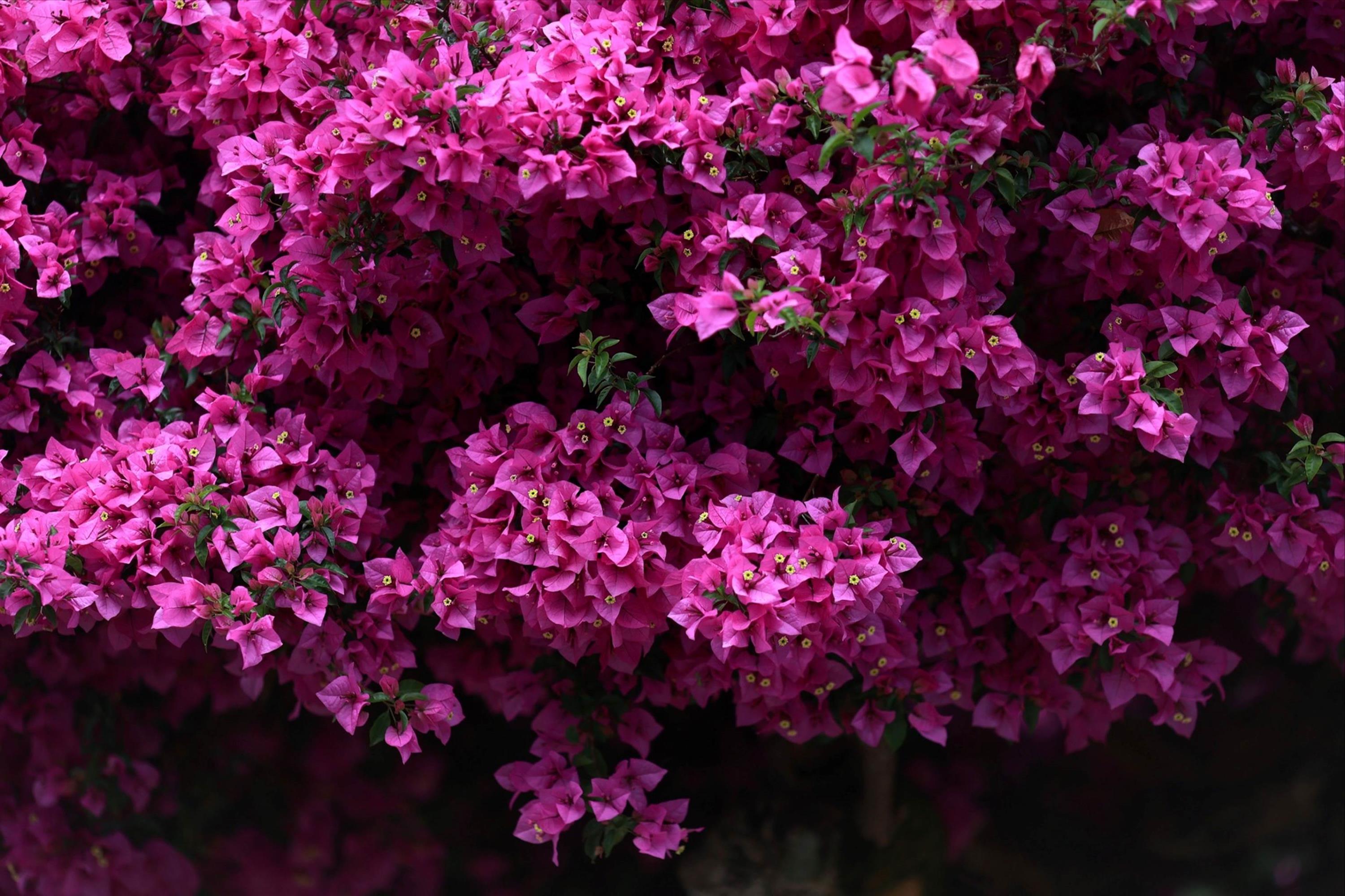 Cây hoa giấy đẹp siêu thực mỗi năm đều hút khách ở Đà Lạt-7