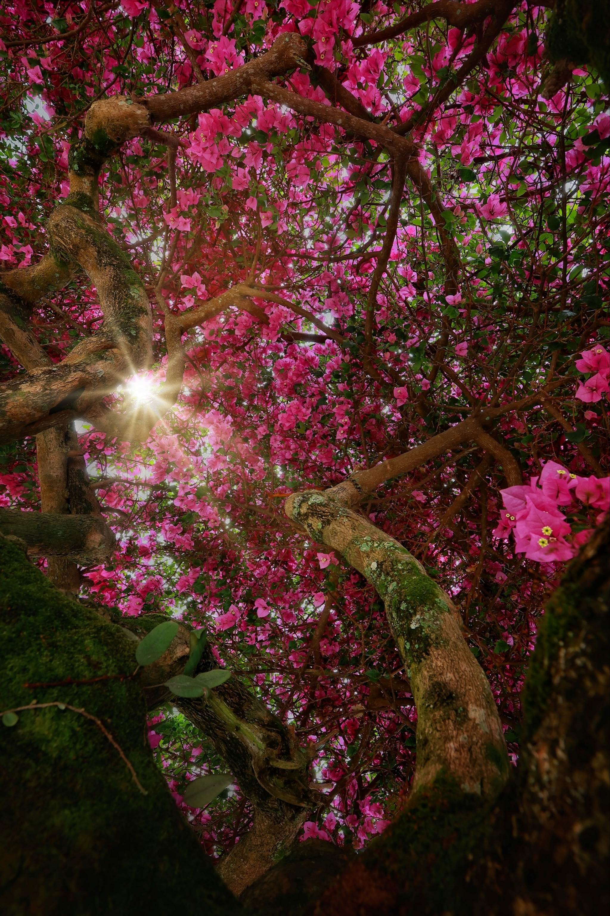 Cây hoa giấy đẹp siêu thực mỗi năm đều hút khách ở Đà Lạt-11