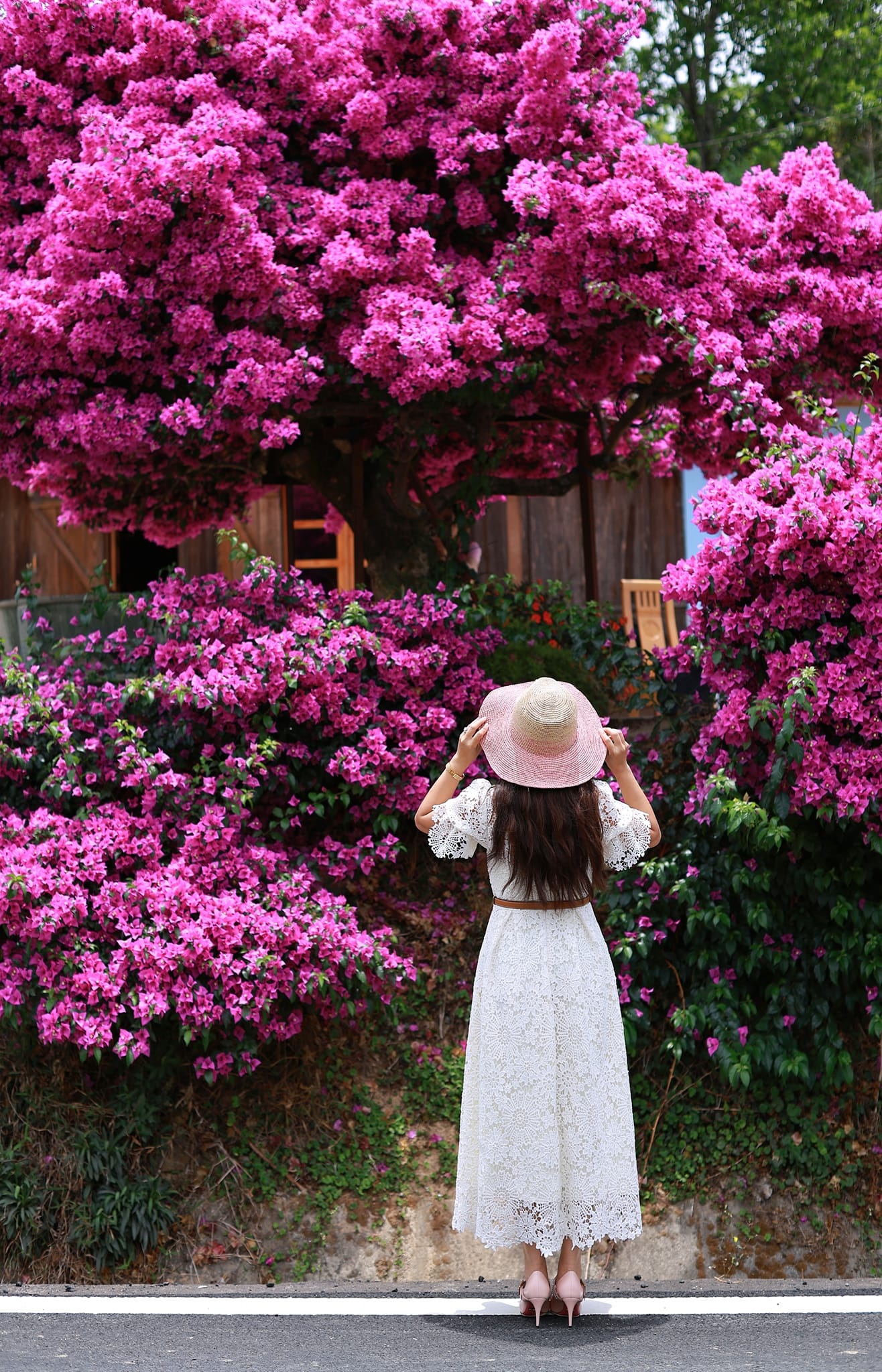 Cây hoa giấy đẹp siêu thực mỗi năm đều hút khách ở Đà Lạt-12