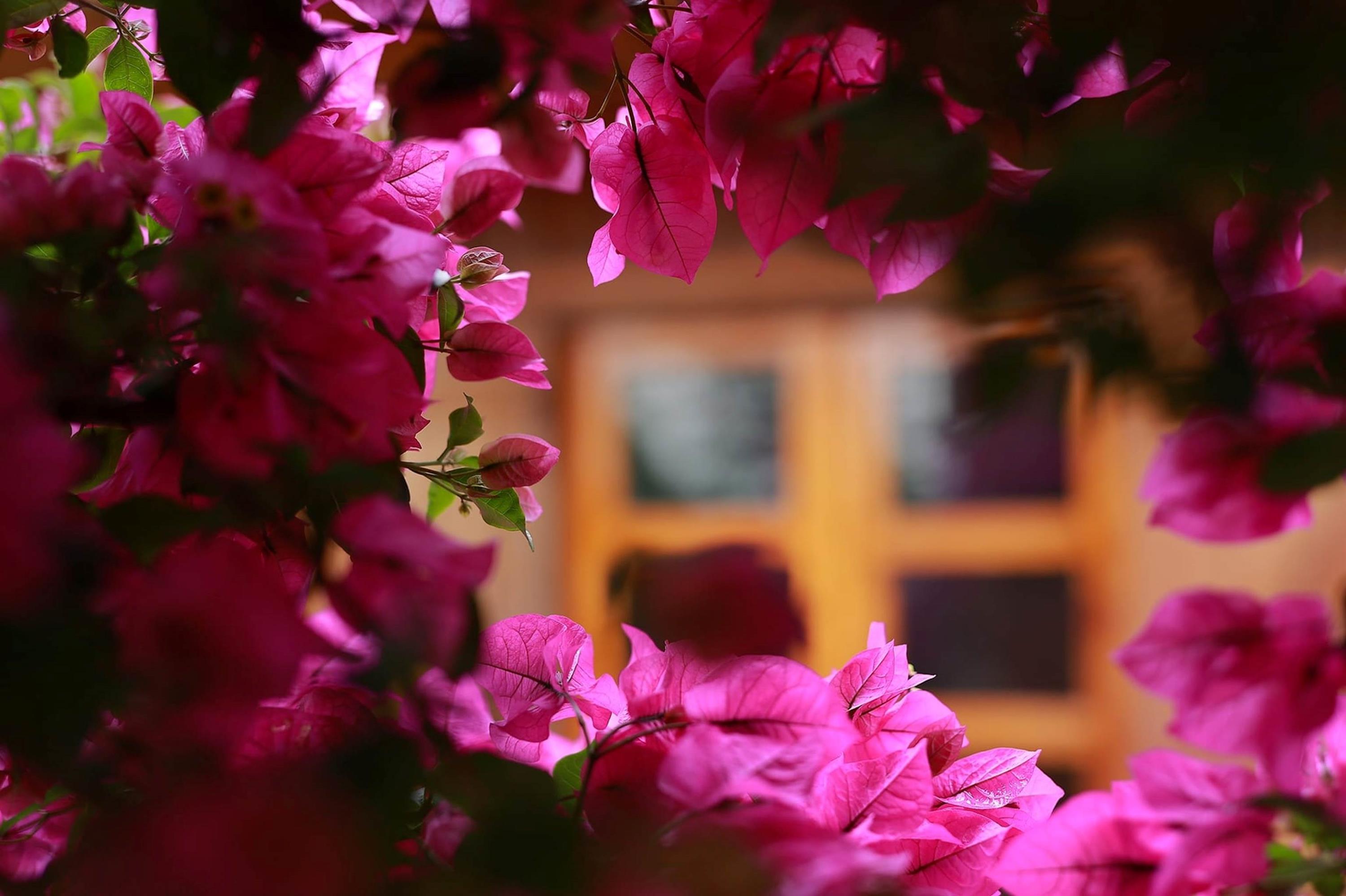 Cây hoa giấy đẹp siêu thực mỗi năm đều hút khách ở Đà Lạt-14