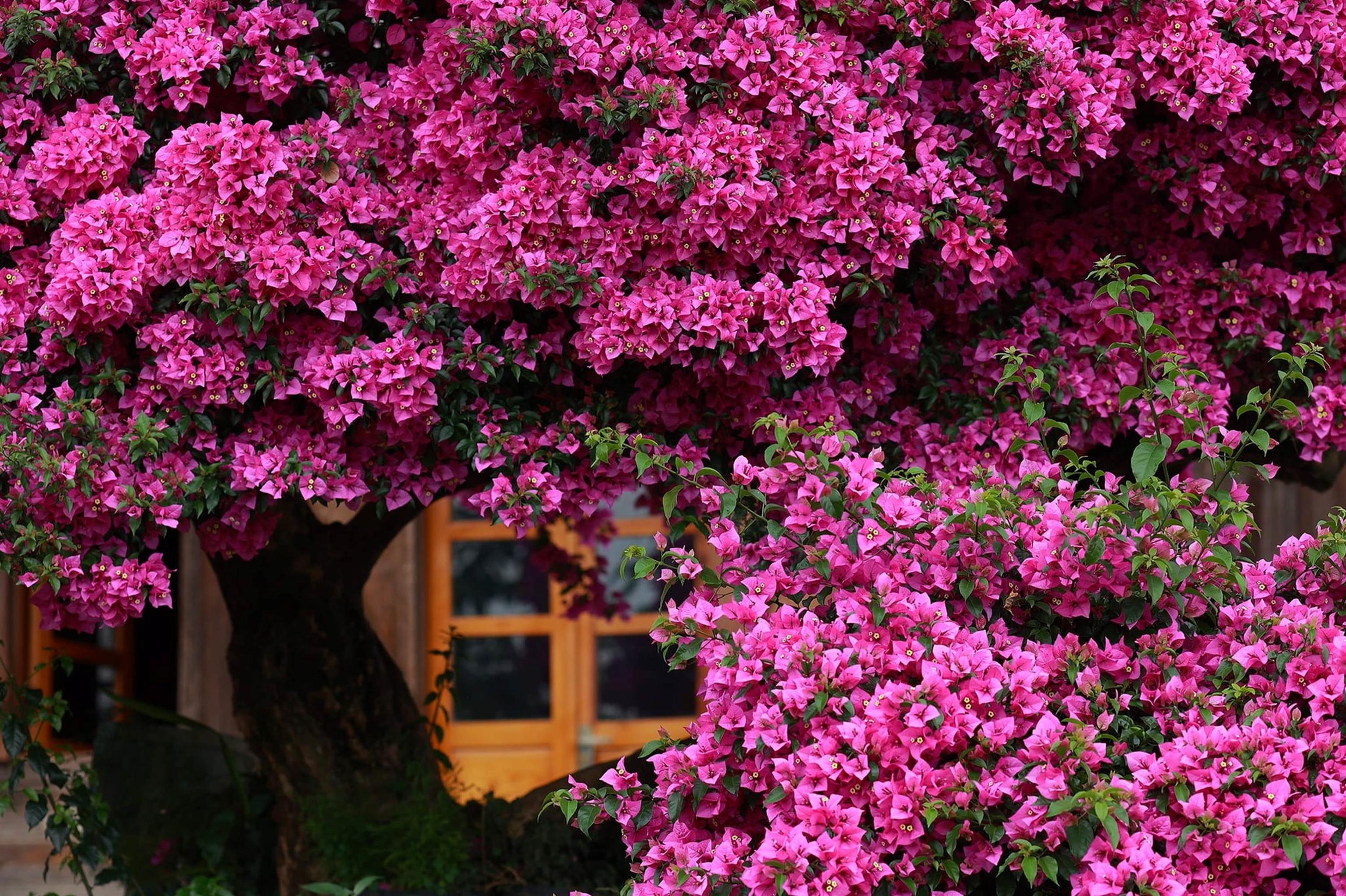 Cây hoa giấy đẹp siêu thực mỗi năm đều hút khách ở Đà Lạt-9