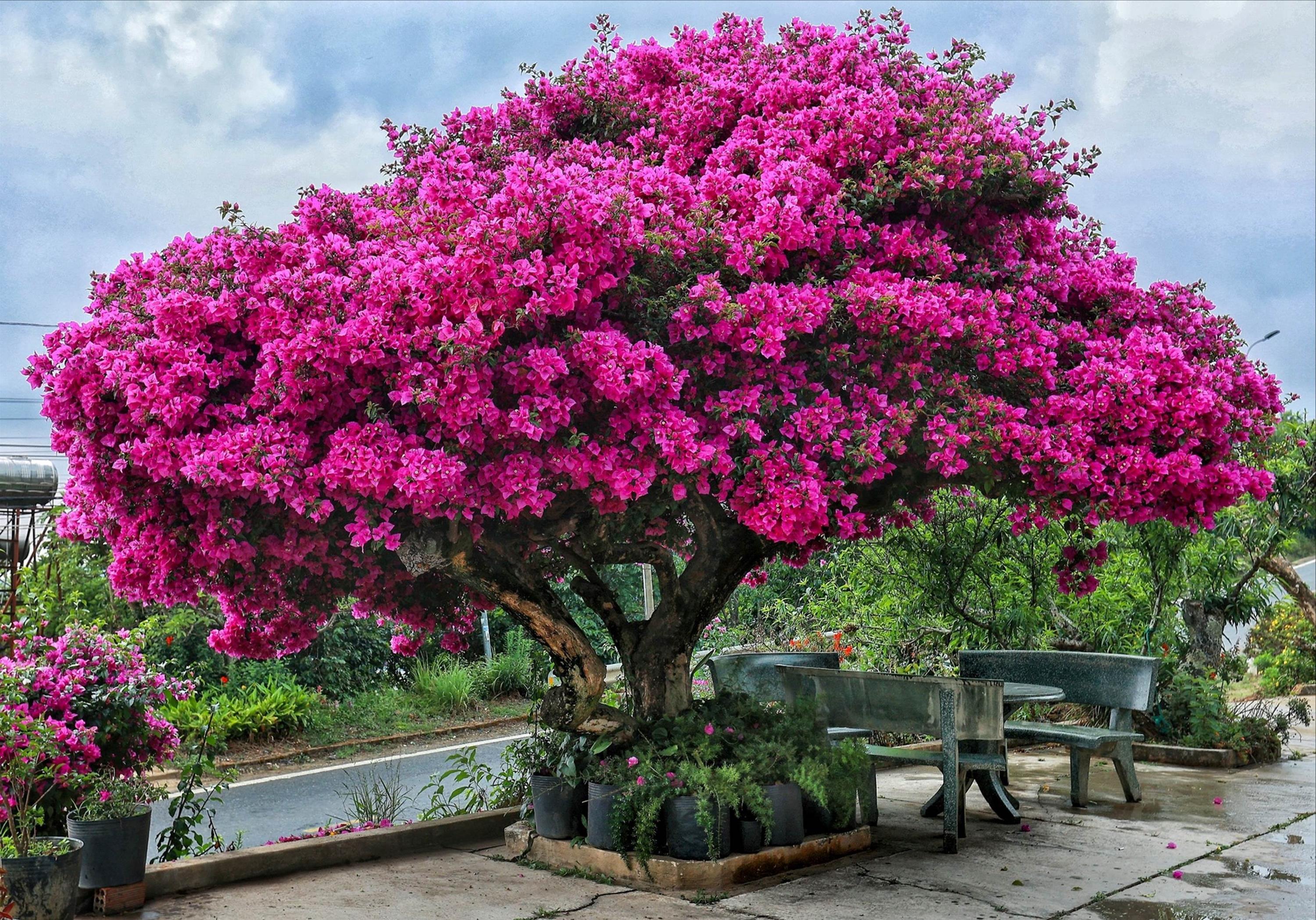 Cây hoa giấy đẹp siêu thực mỗi năm đều hút khách ở Đà Lạt-10