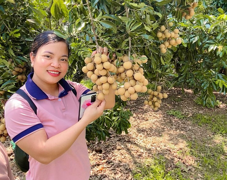 Nhãn chín sớm giá đến 70.000 đồng/kg, dân buôn ngày bán cả tấn quả-1