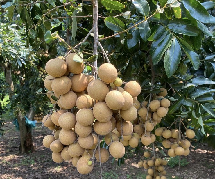 Nhãn chín sớm giá đến 70.000 đồng/kg, dân buôn ngày bán cả tấn quả-2