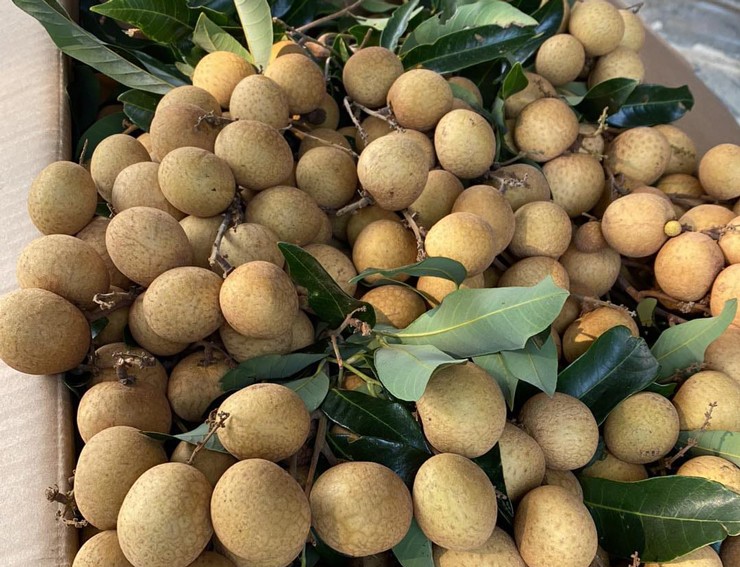 Nhãn chín sớm giá đến 70.000 đồng/kg, dân buôn ngày bán cả tấn quả-3