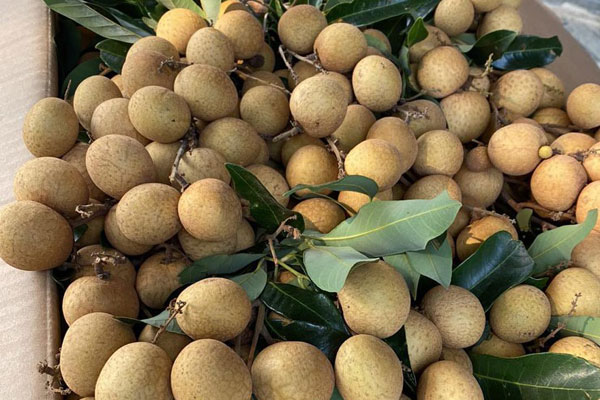 Những loại xoài độc, lạ hút khách-3