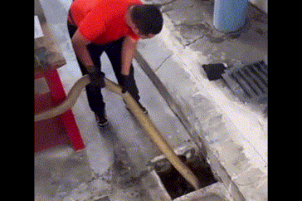 Clip: Nghẹt thở khoảnh khắc vây bắt rắn hổ mang chúa khổng lồ