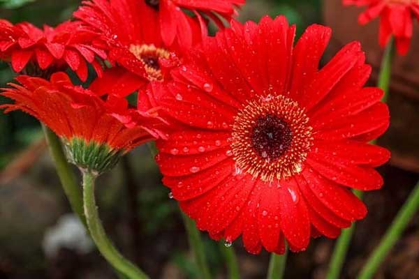 Giữa tháng 5, 4 con giáp bật công tắc may mắn, không phải vật lộn kiếm tiền, cuộc sống thoải mái-5