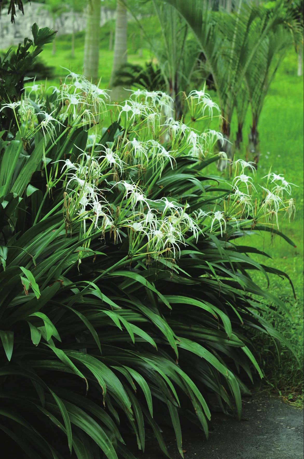 Cây cảnh uy vũ”, lá hoa mềm mại, hương thơm ngào ngạt, toàn thân là thuốc, có thể trấn trạch, giữ nhà-1