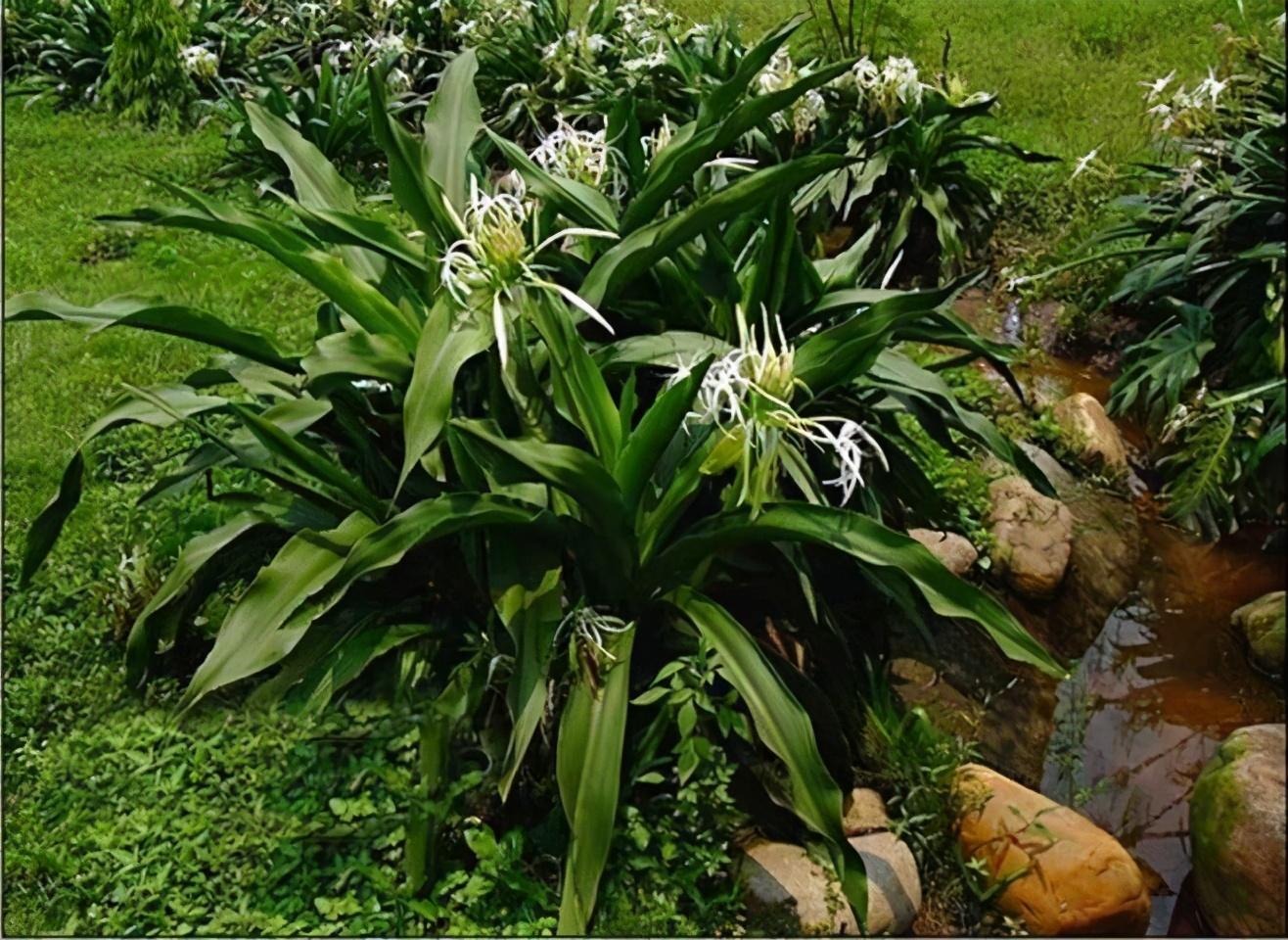 Cây cảnh uy vũ”, lá hoa mềm mại, hương thơm ngào ngạt, toàn thân là thuốc, có thể trấn trạch, giữ nhà-2