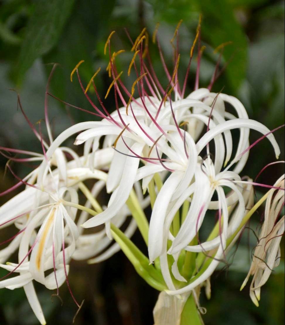 Cây cảnh uy vũ”, lá hoa mềm mại, hương thơm ngào ngạt, toàn thân là thuốc, có thể trấn trạch, giữ nhà-3