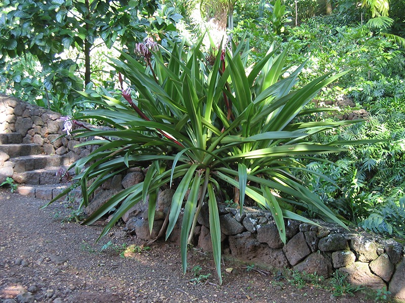 Cây cảnh uy vũ”, lá hoa mềm mại, hương thơm ngào ngạt, toàn thân là thuốc, có thể trấn trạch, giữ nhà-4