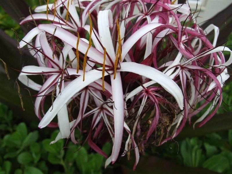 Cây cảnh uy vũ”, lá hoa mềm mại, hương thơm ngào ngạt, toàn thân là thuốc, có thể trấn trạch, giữ nhà-7