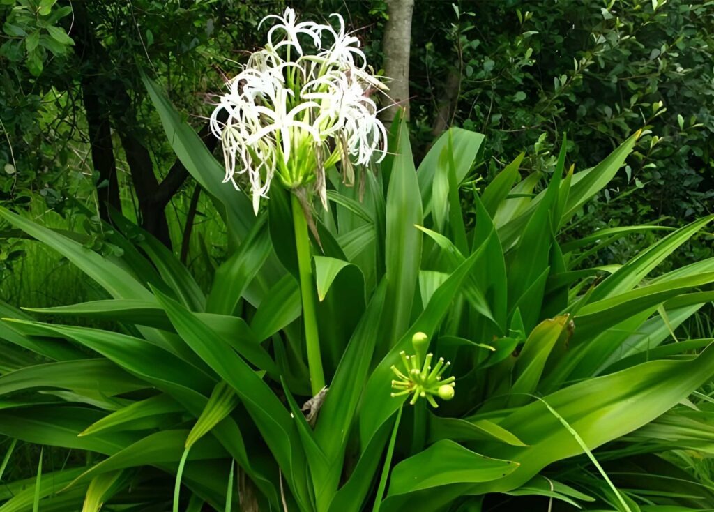 Cây cảnh uy vũ”, lá hoa mềm mại, hương thơm ngào ngạt, toàn thân là thuốc, có thể trấn trạch, giữ nhà-8