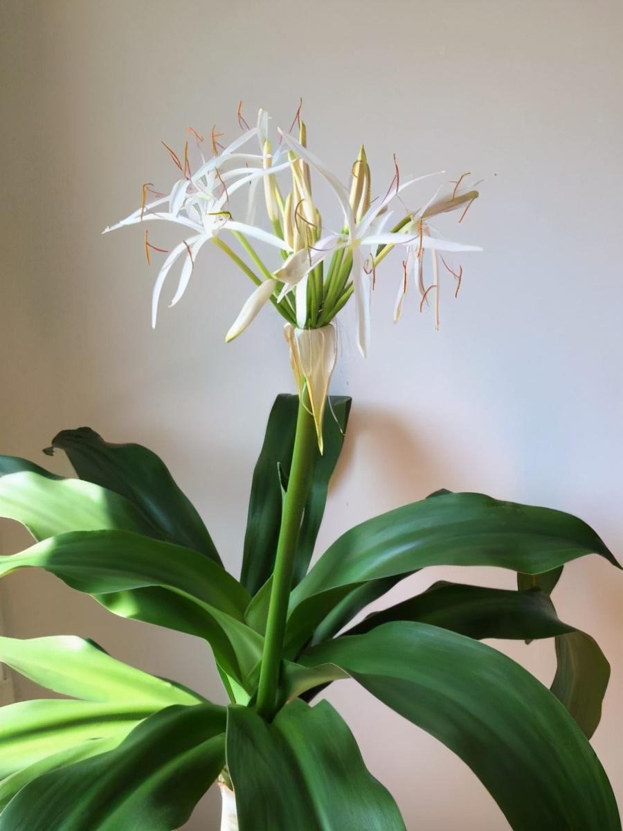 Cây cảnh uy vũ”, lá hoa mềm mại, hương thơm ngào ngạt, toàn thân là thuốc, có thể trấn trạch, giữ nhà-10