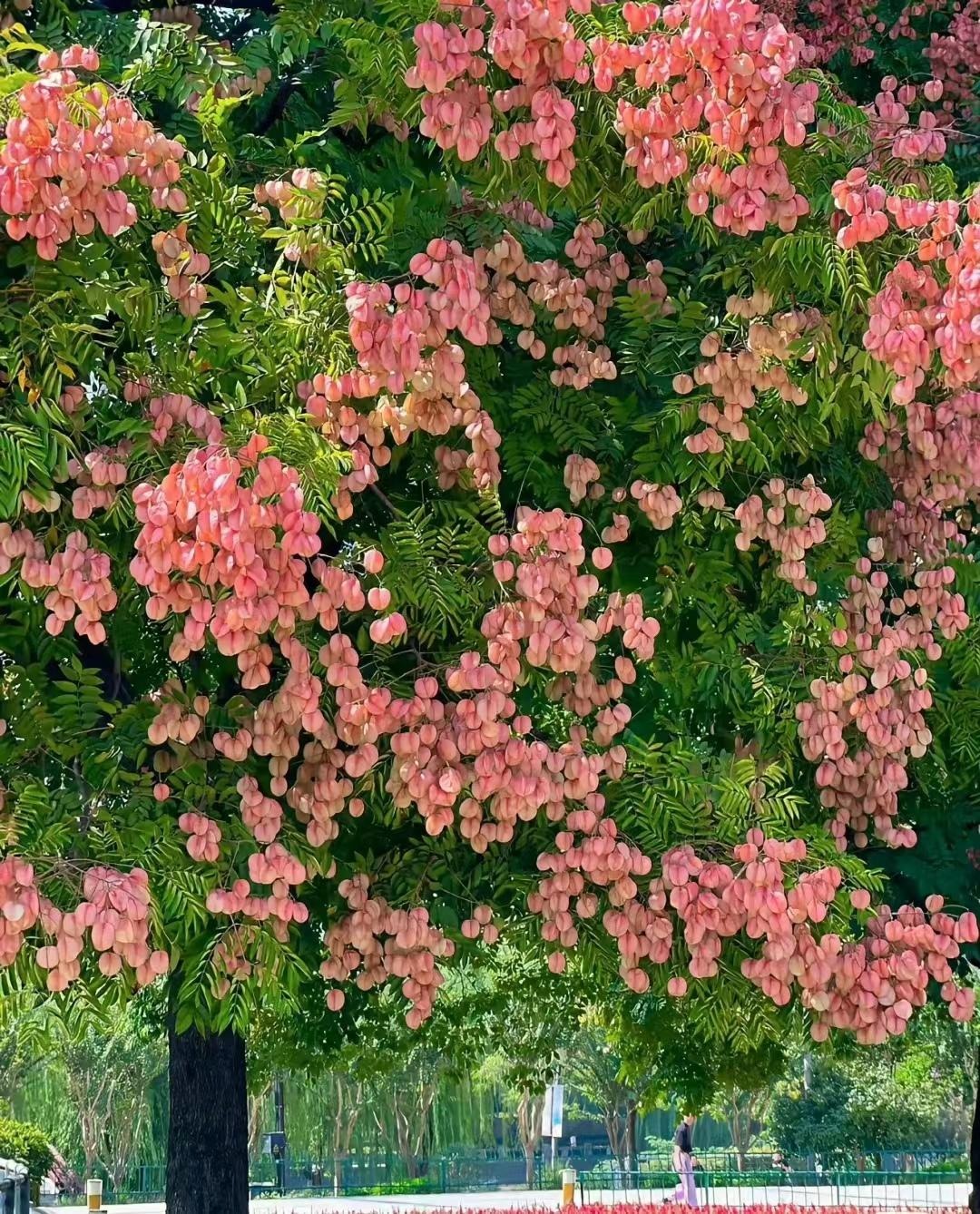 Người xưa dặn: 4 cây vào nhà, Tổ tiên phù hộ, 3 cây chặt bỏ tai họa cận kề-7