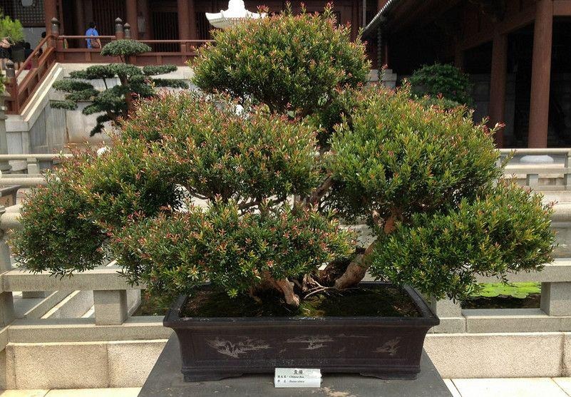 Người xưa dặn: 4 cây vào nhà, Tổ tiên phù hộ, 3 cây chặt bỏ tai họa cận kề-8