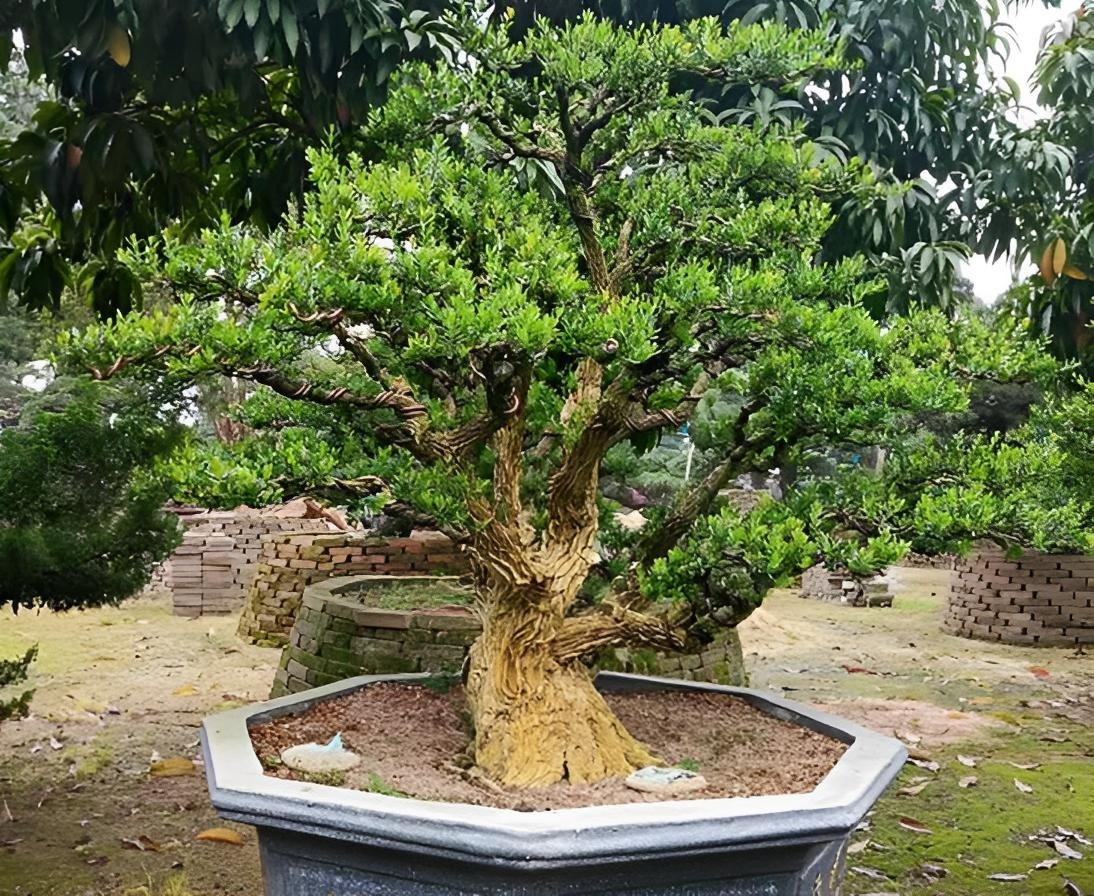 Người xưa dặn: 4 cây vào nhà, Tổ tiên phù hộ, 3 cây chặt bỏ tai họa cận kề-9