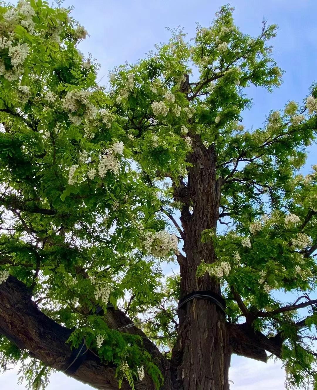 Người xưa dặn: 4 cây vào nhà, Tổ tiên phù hộ, 3 cây chặt bỏ tai họa cận kề-13