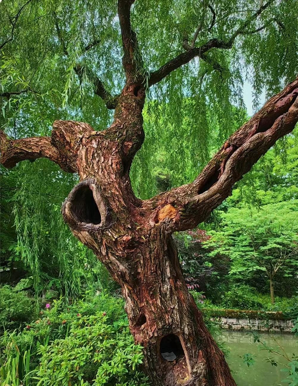 Người xưa dặn: 4 cây vào nhà, Tổ tiên phù hộ, 3 cây chặt bỏ tai họa cận kề-15