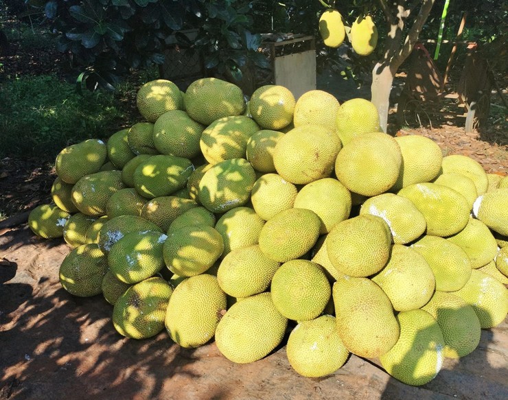 Loại mít từng có giá hơn 100.000 đồng/kg, nay giá bán chưa đến 30.000 đồng/kg-2