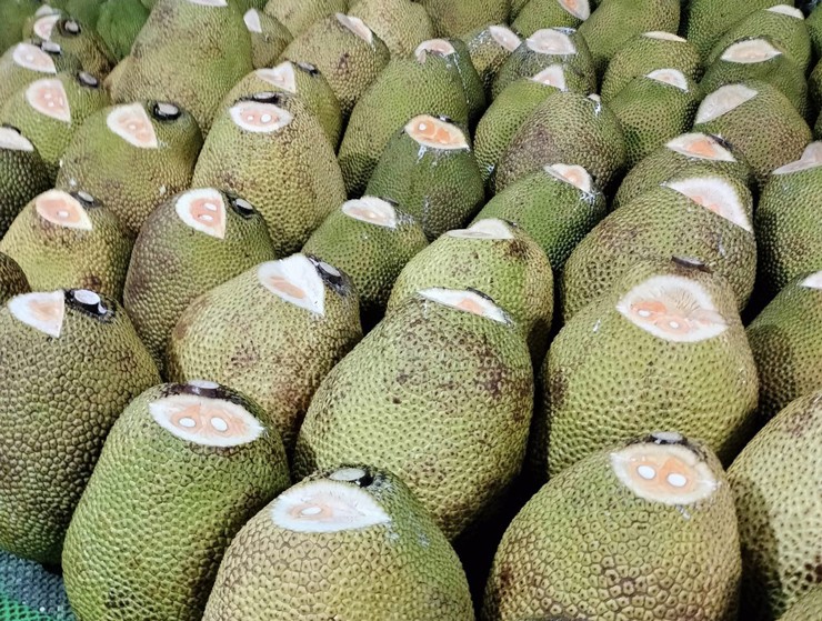 Loại mít từng có giá hơn 100.000 đồng/kg, nay giá bán chưa đến 30.000 đồng/kg-3