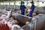 Tại sao phải phủ giẻ lên miếng thịt lợn ở chợ, người bán hàng tiết lộ lý do-3