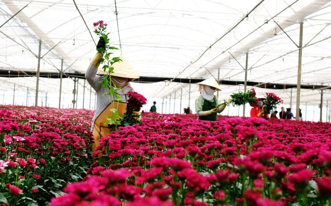 Giá hoa cúc tăng vọt, cao gấp nhiều lần hoa hồng Đà Lạt-1