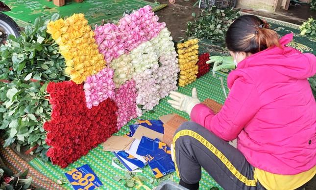 Giá hoa cúc tăng vọt, cao gấp nhiều lần hoa hồng Đà Lạt-3