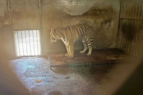 Sốc: 20 xác hổ trong tủ đông ở vườn thú Trung Quốc-2