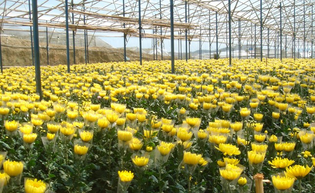 Giá hoa cúc tăng vọt, cao gấp nhiều lần hoa hồng Đà Lạt-2
