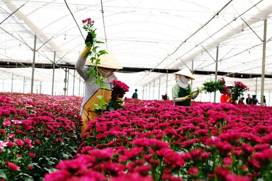 Giá hoa cúc tăng vọt, cao gấp nhiều lần hoa hồng Đà Lạt