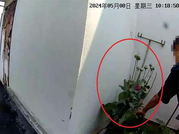 Đang xuýt xoa ngắm vườn rau trên sân thượng nhà hàng xóm, người phụ nữ tái mặt với cảnh này: Báo cảnh sát!-1
