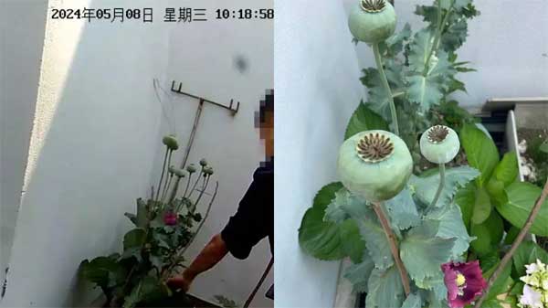 Đang xuýt xoa ngắm vườn rau trên sân thượng nhà hàng xóm, người phụ nữ tái mặt với cảnh này: Báo cảnh sát!-3