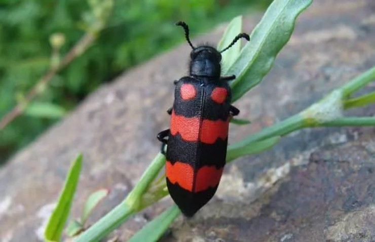 Loài bọ hôi rình, bé một mẩu, vớ được hốt bạc” ngay vì giá đến 3,5 triệu/kg-1