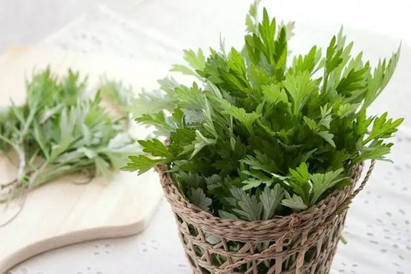 Ai không nên ăn ngải cứu?-1